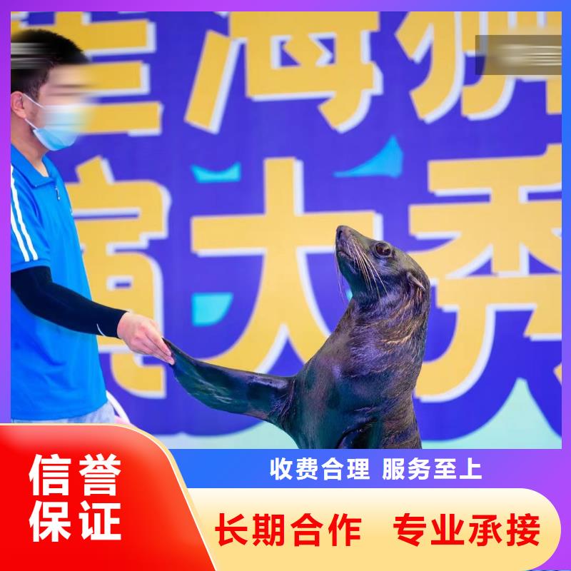海洋主题动物表演 马戏团表演实力雄厚