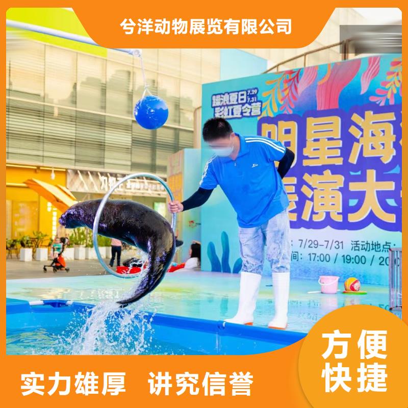 海洋主题动物表演 草泥马羊驼租赁遵守合同