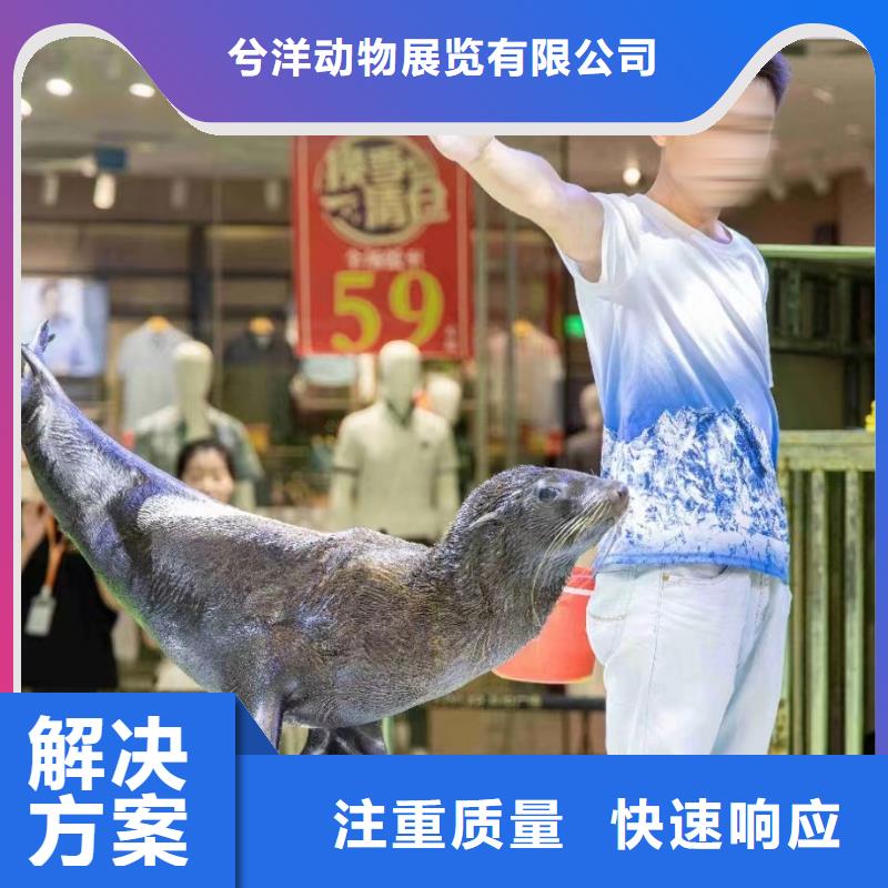 海洋主题动物表演 羊驼出租方便快捷