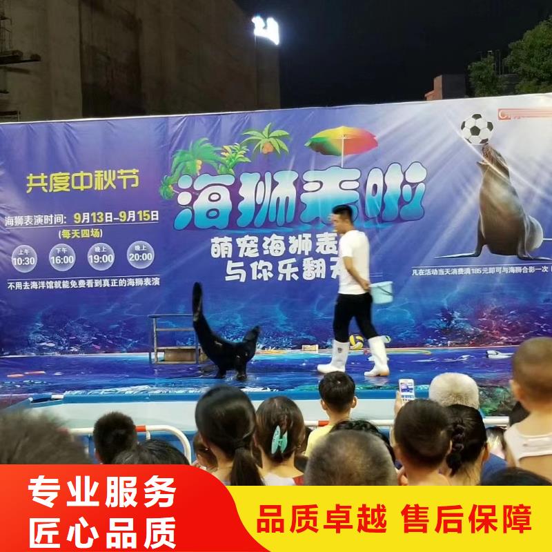 海洋主题动物表演海狮表演出租价格公道