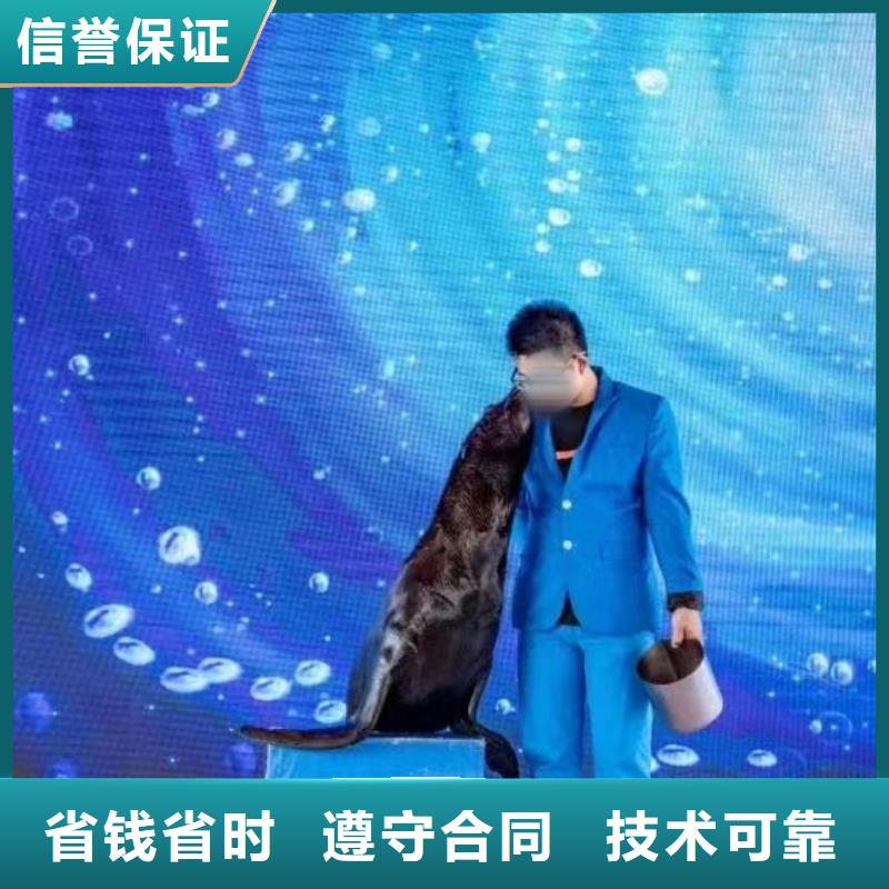 海狮表演租赁附近