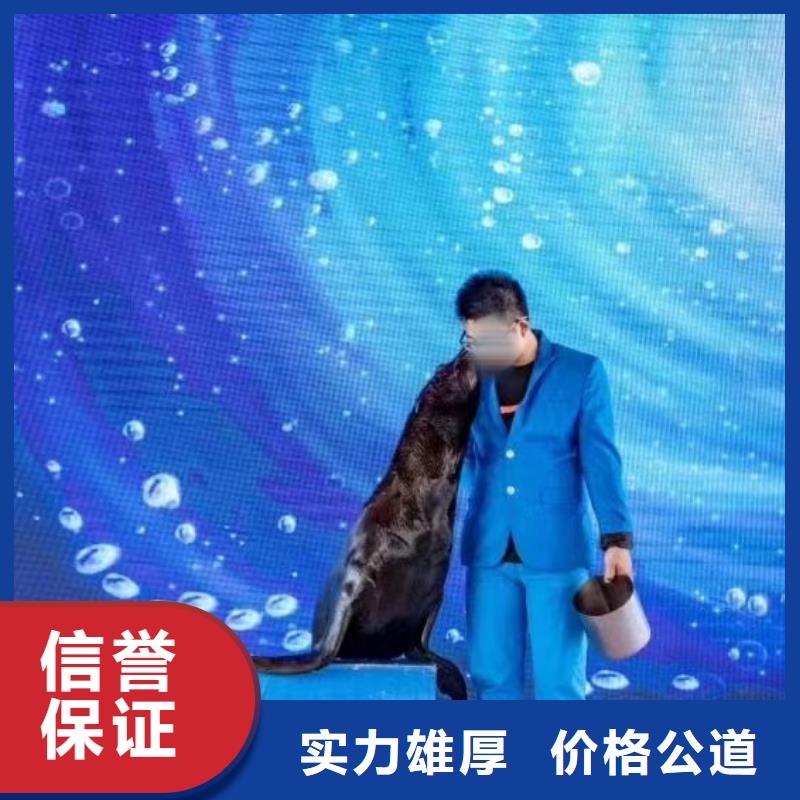 南宁批发租赁海狮表演活动方案