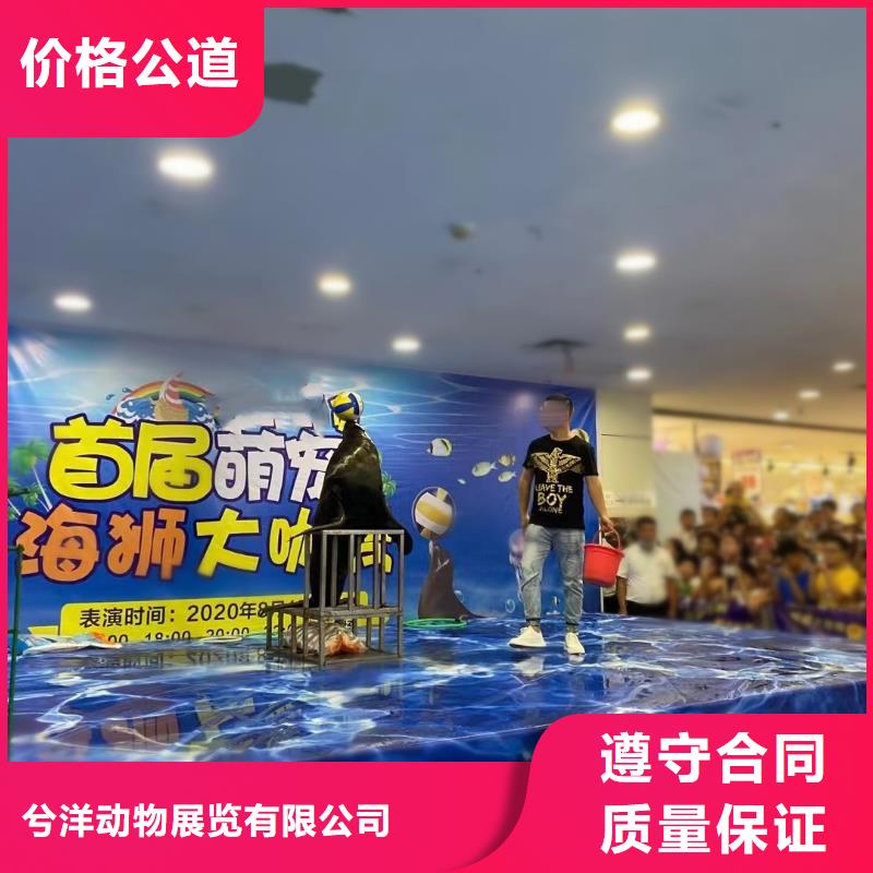 海洋主题动物表演杂技表演技术精湛