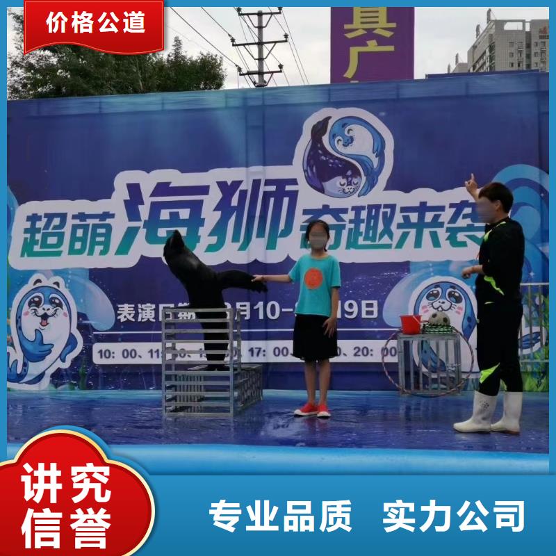 海洋主题动物表演羊驼出租快速