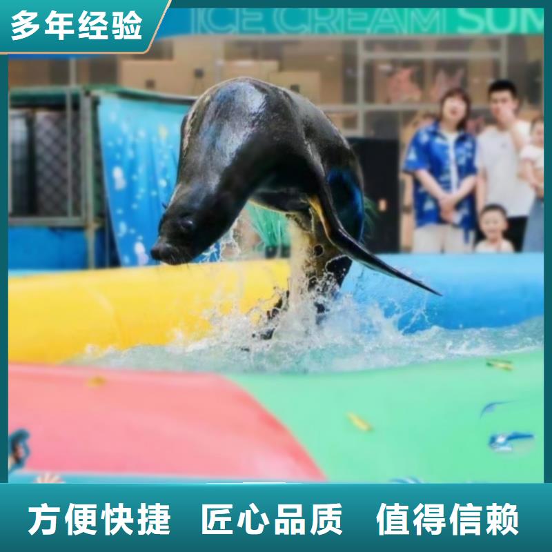 附近兮洋【海洋主题动物表演】海狮表演出租技术成熟