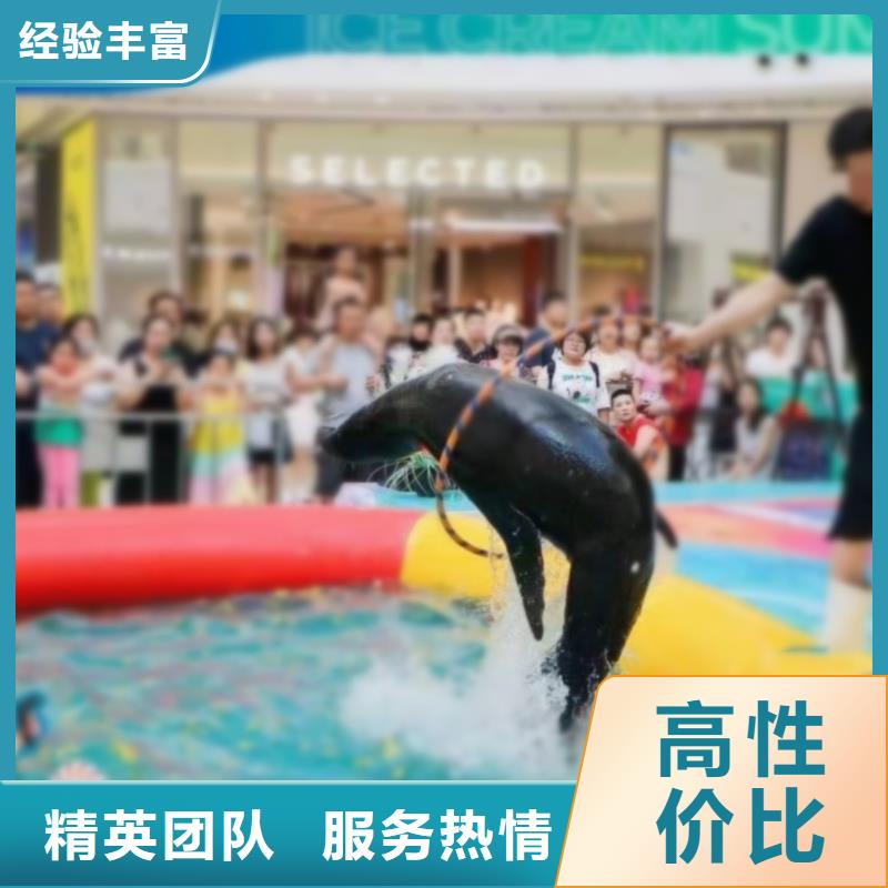 海洋主题动物表演海狮表演出租价格公道