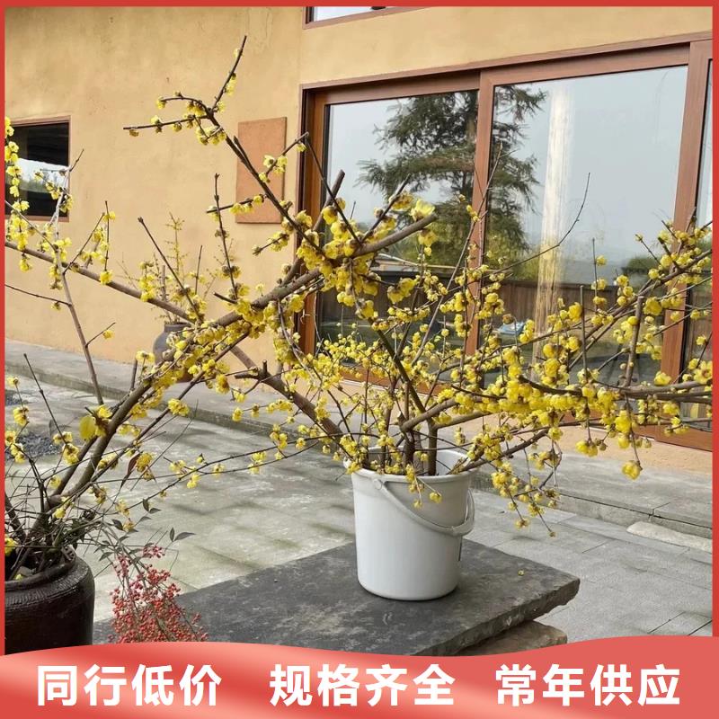 稻草夯土漆施工#仿夯土稻草漆#艺术涂料厂家#农家小院改造