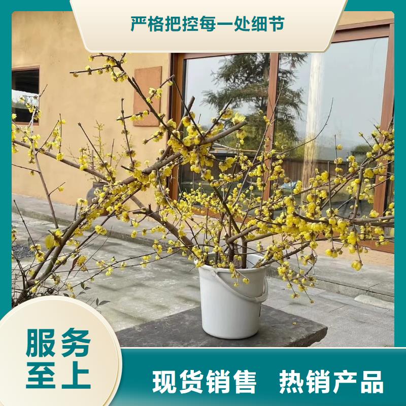仿夯土稻草漆施工#农家小院#乡村建设#民宿改造