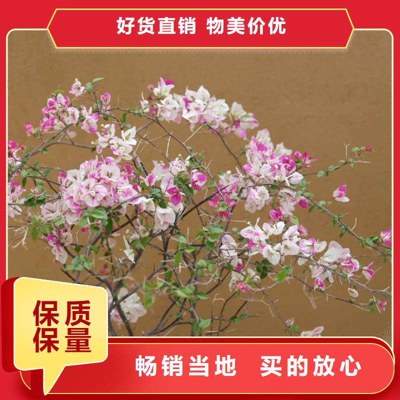 稻草夯土漆施工#稻壳漆#仿泥巴稻草漆#美丽乡村建设