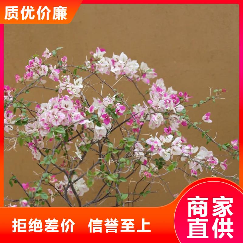 仿夯土稻草漆施工#泥巴墙漆#老房翻新#民宿改造