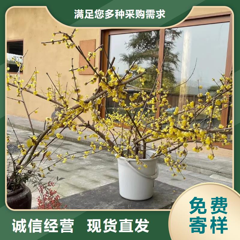 夯土漆生产厂家，批发直销