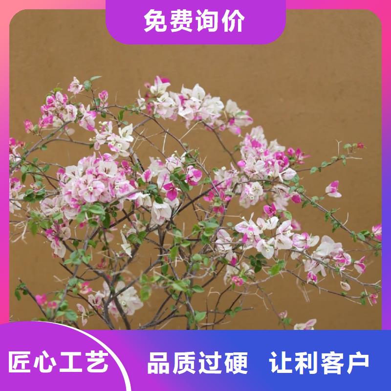 夯土漆源头厂家，批发价，可施工