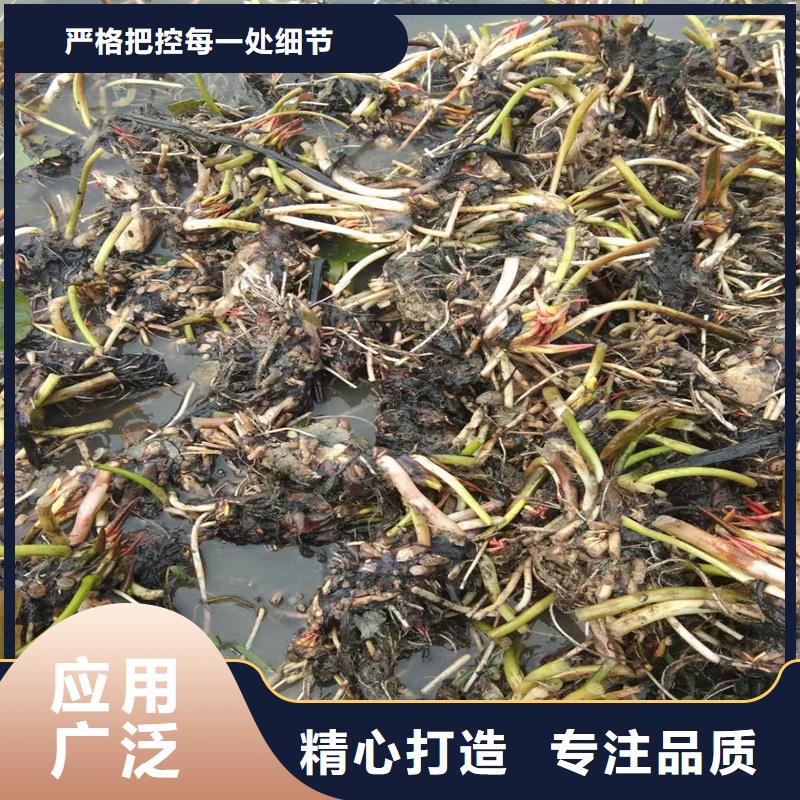 早春荷花苗厂家实力雄厚