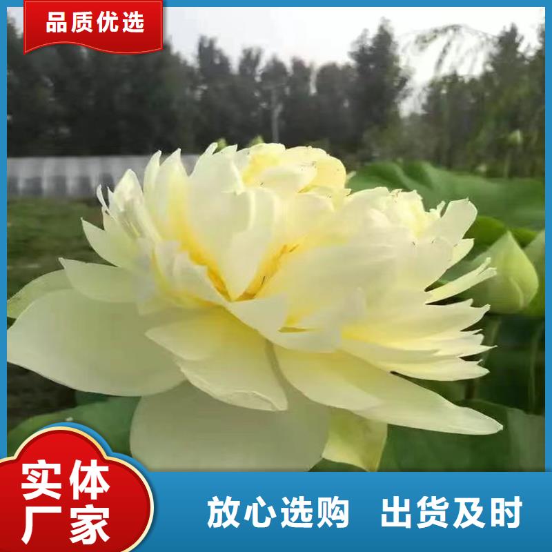 早春荷花苗厂家实力雄厚