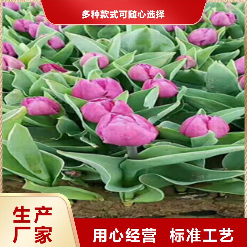 时令草花_宿根花卉基地来图加工定制