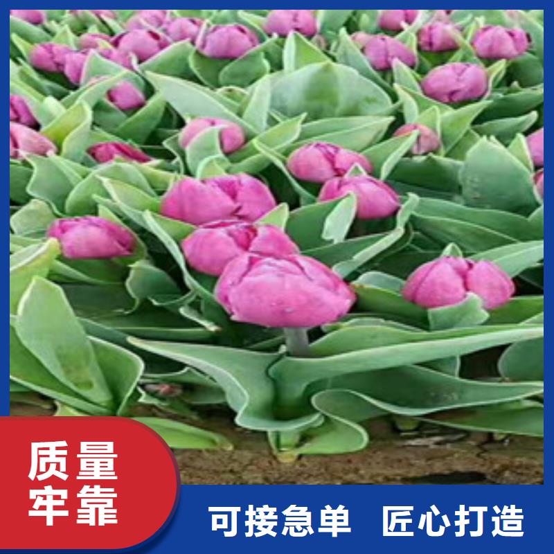 时令草花【宿根花卉基地】高品质现货销售