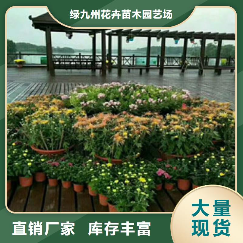 时令草花_花海景观工程生产经验丰富