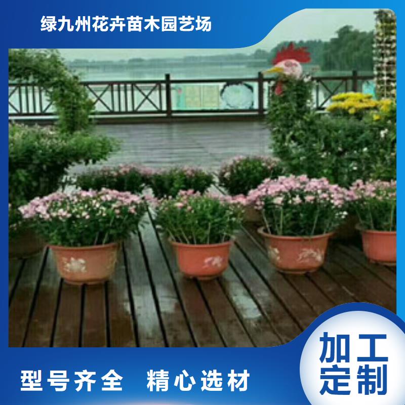 时令草花花海景观工程精品选购