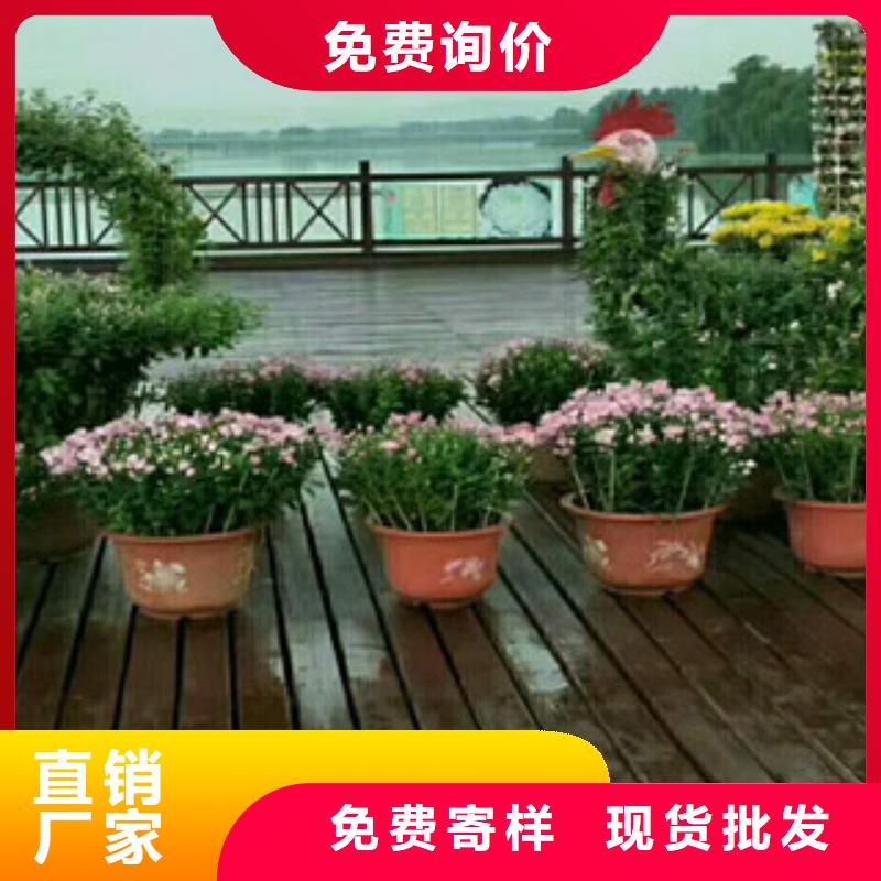 时令草花耐寒耐旱草花基地精致工艺