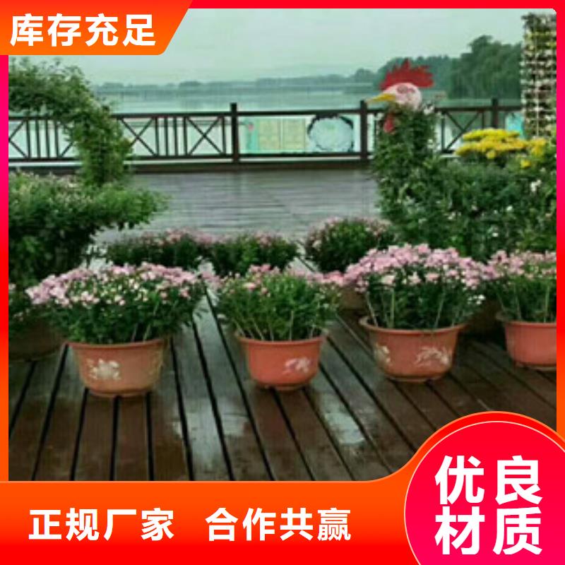 时令草花_花海景观工程生产经验丰富