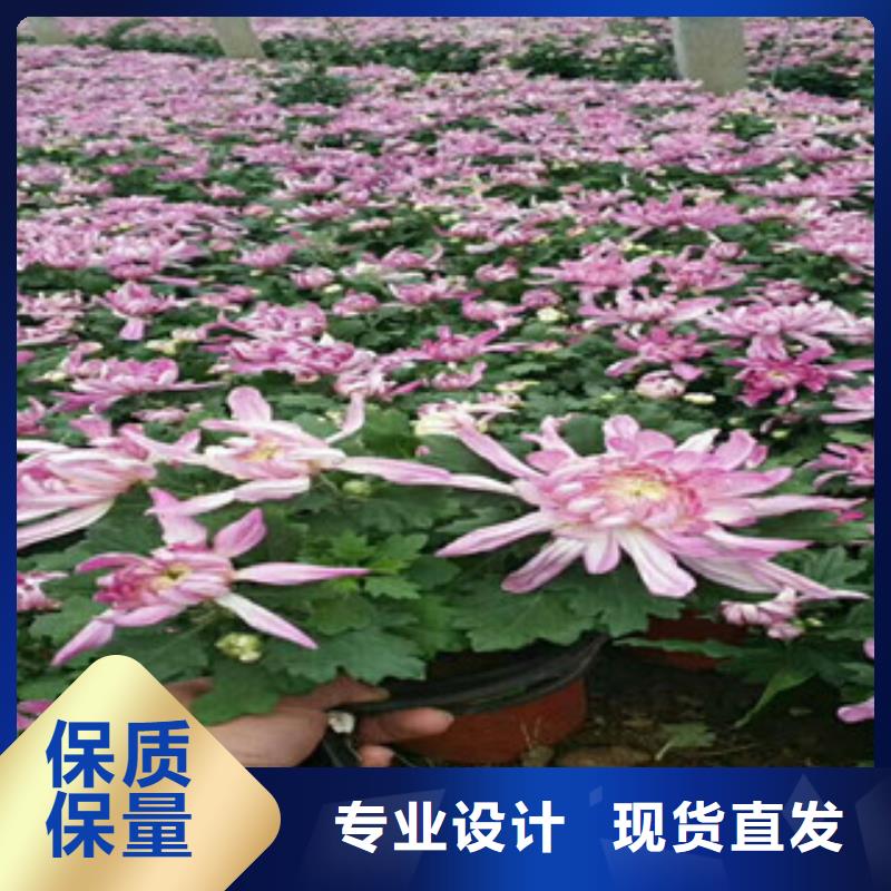 时令草花,时令花卉/绿化草花价格库存充足