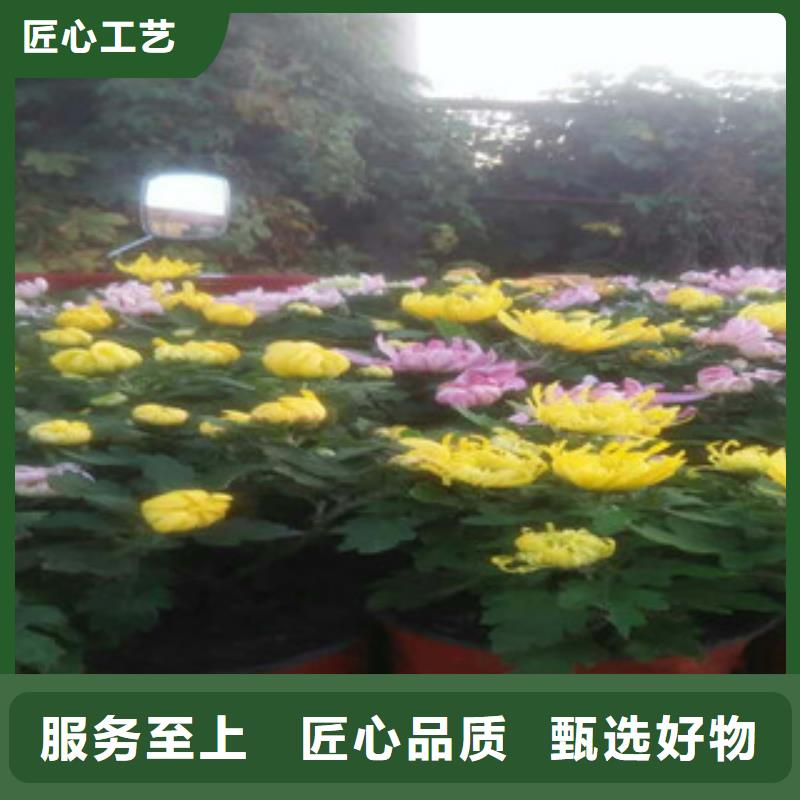 时令草花花海景观工程厂家拥有先进的设备