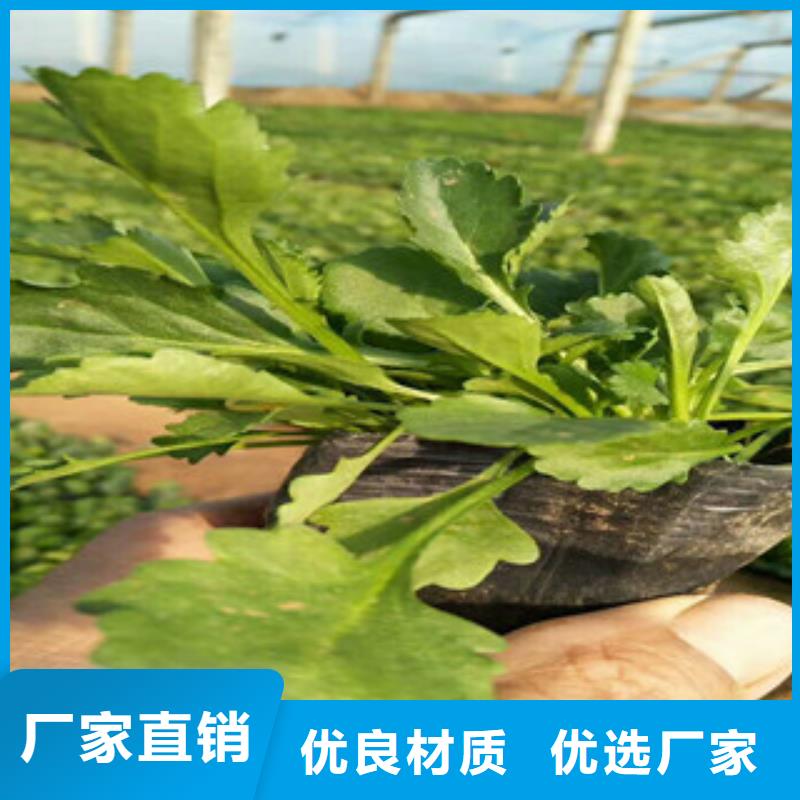 【时令草花】鲁冰花/粉黛乱子草厂家直销供货稳定