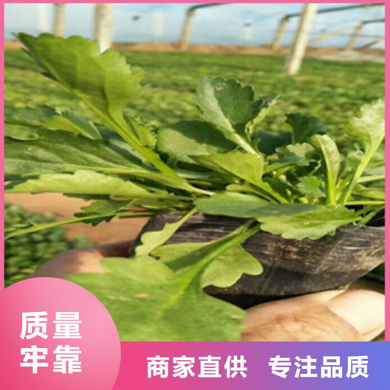 时令草花,时令花卉/绿化草花价格库存充足