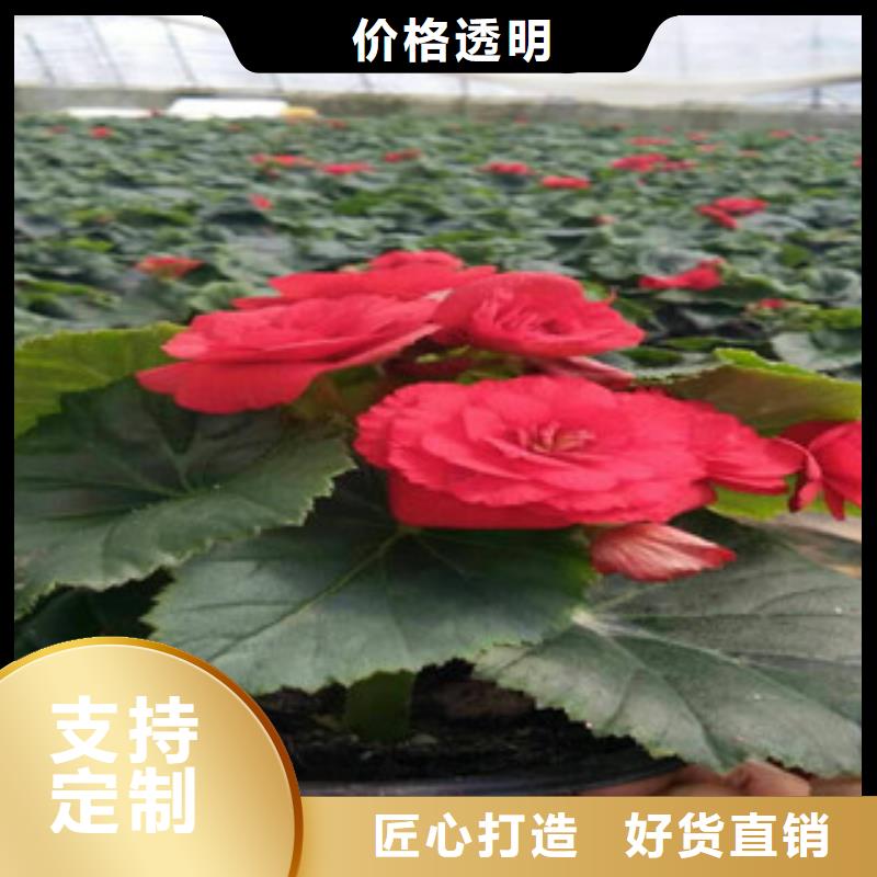 时令草花_宿根花卉基地好货采购