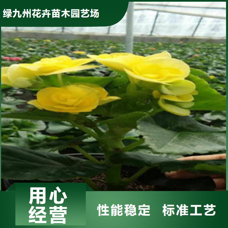 【时令草花】花海景观工程严格把控质量