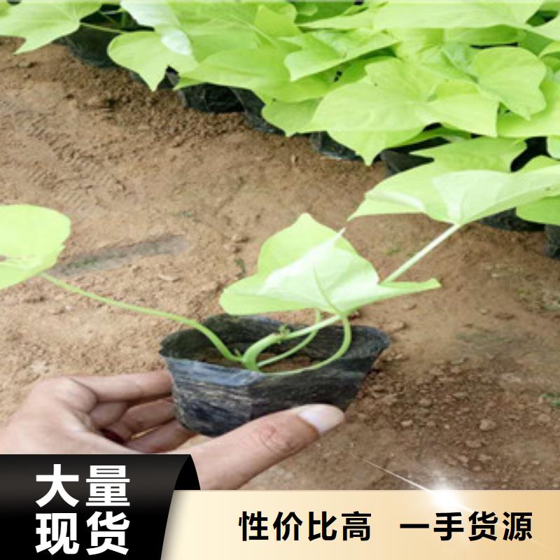 【时令草花_柳叶马鞭草/薰衣草专心专注专业】