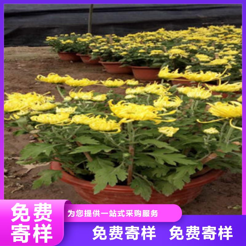 【时令草花_鲁冰花/粉黛乱子草实力商家供货稳定】