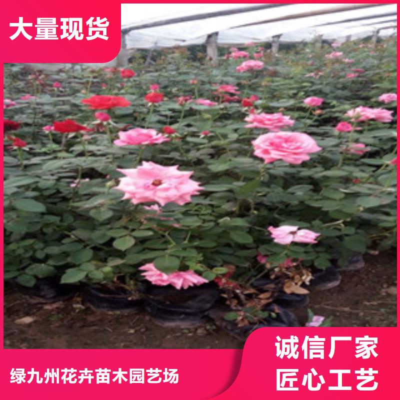 时令草花-花海景观工程专业品质