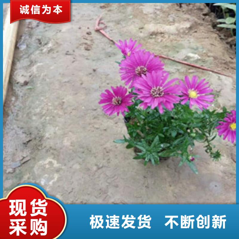 【时令草花】五一国庆草花批发多年实力厂家