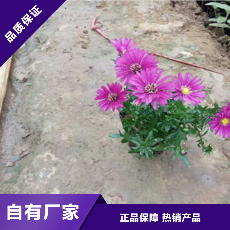 时令草花花海景观工程品质可靠