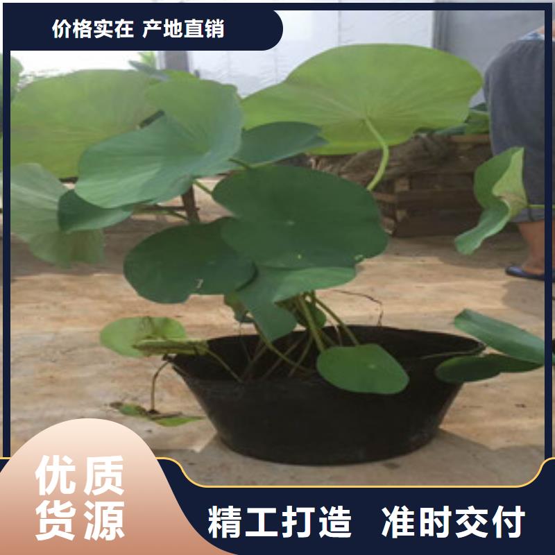 【时令草花】-水生植物/荷花睡莲专注生产制造多年