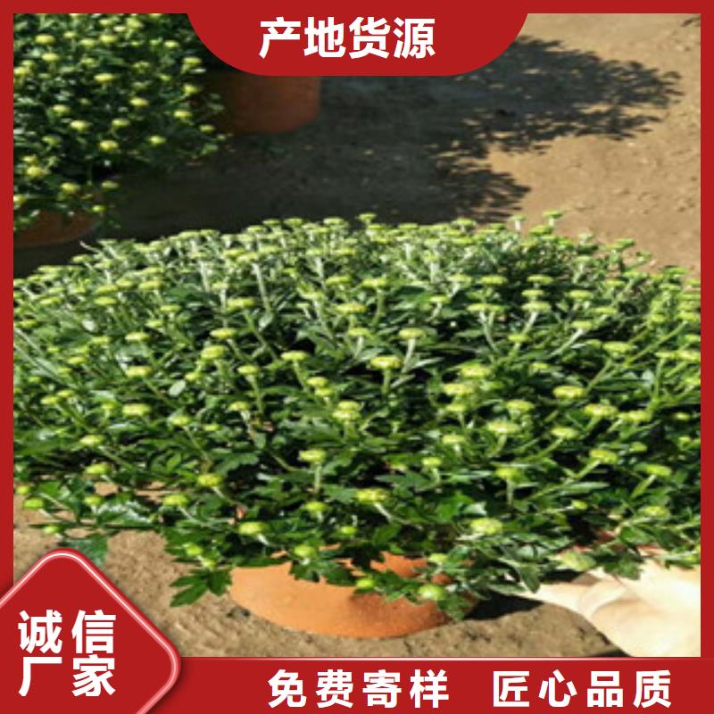 时令草花_花海景观工程好品质用的放心