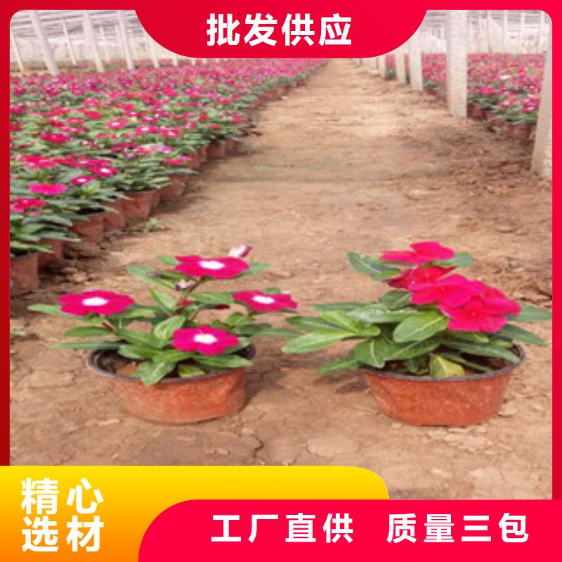 时令草花_鲁冰花/粉黛乱子草实体厂家大量现货