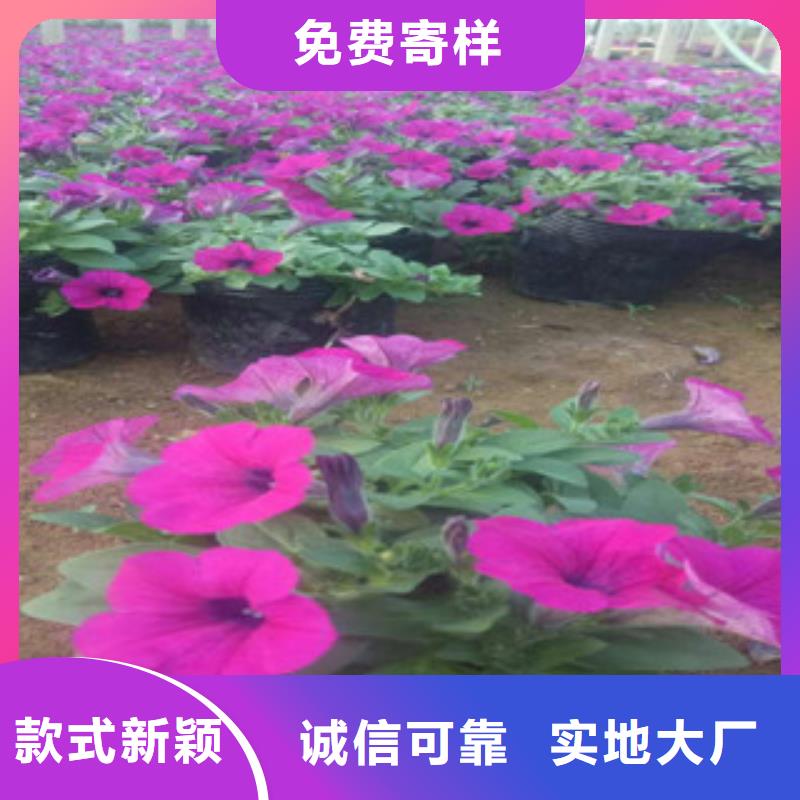 【时令草花观赏草/蒲苇狼尾草现货批发】