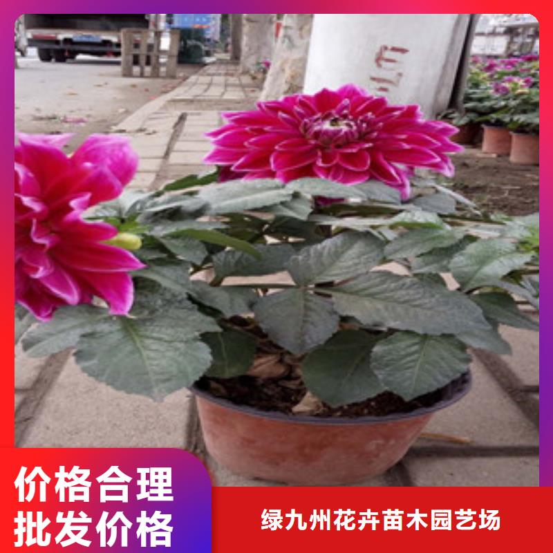 时令草花耐寒耐旱草花基地每一处都是匠心制作