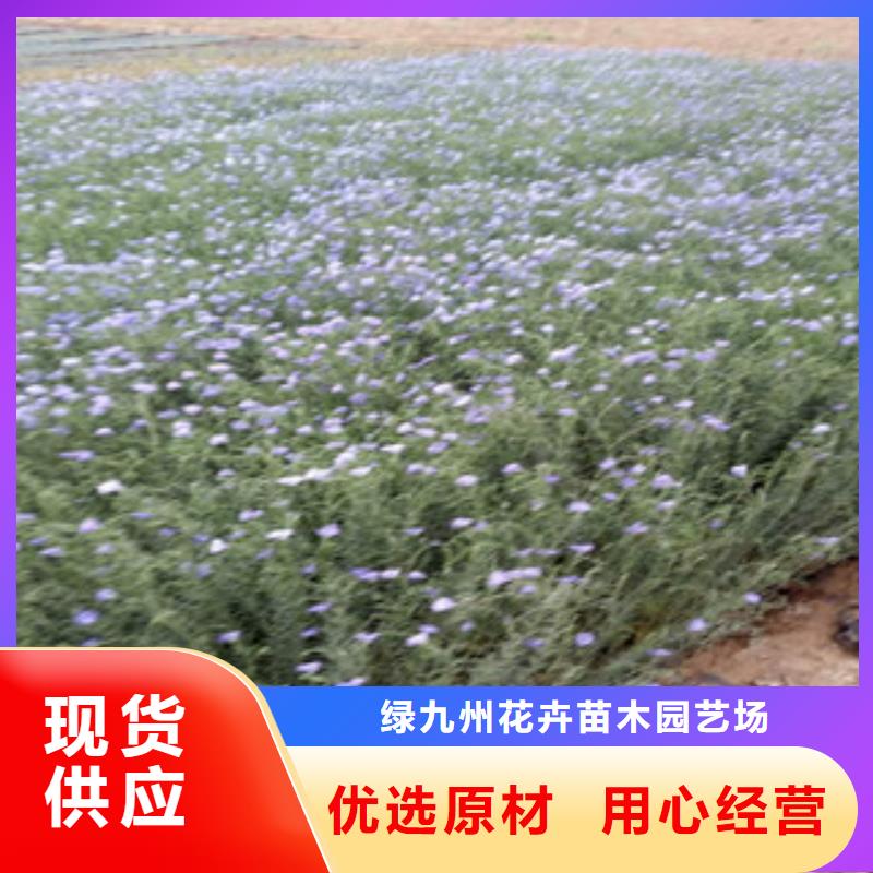 【宿根花卉柳叶马鞭草/薰衣草实力厂家直销】