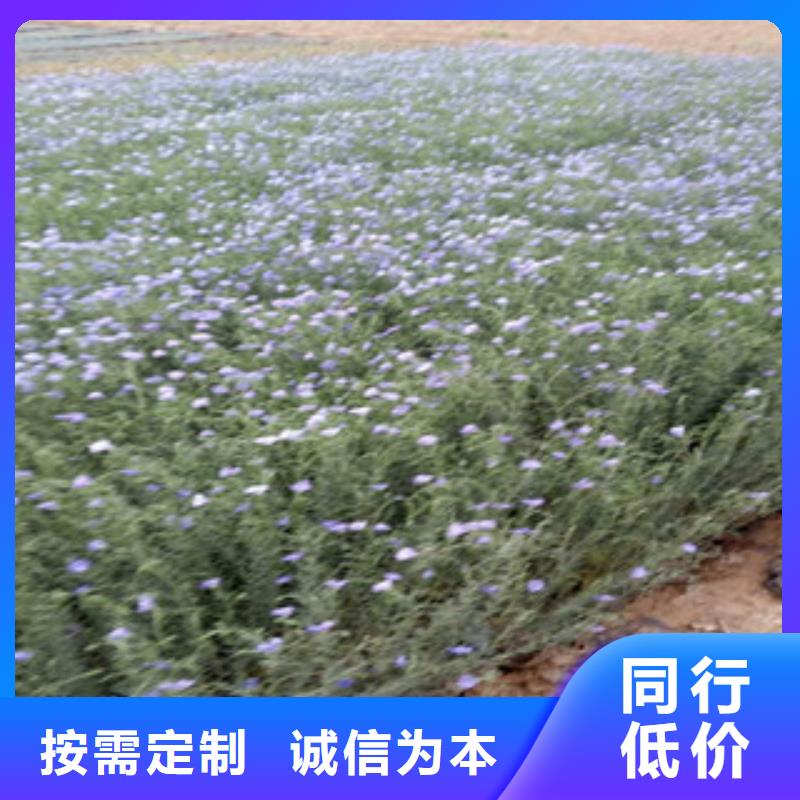 宿根花卉,花海景观工程细节展示