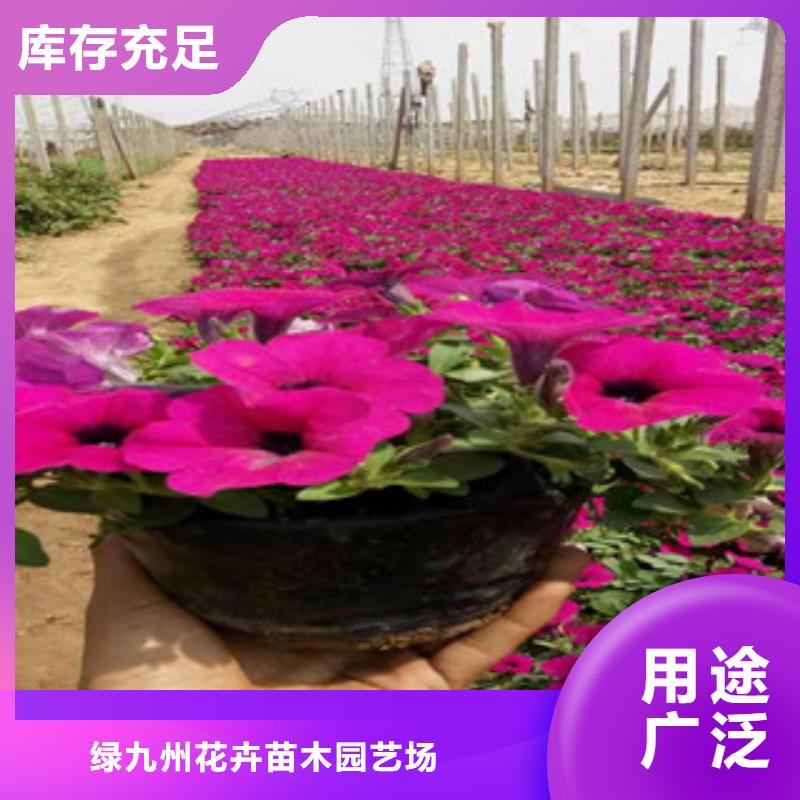 【宿根花卉】花海景观工程优良材质