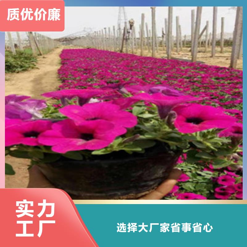 宿根花卉【时令花卉/绿化草花价格】买的是放心