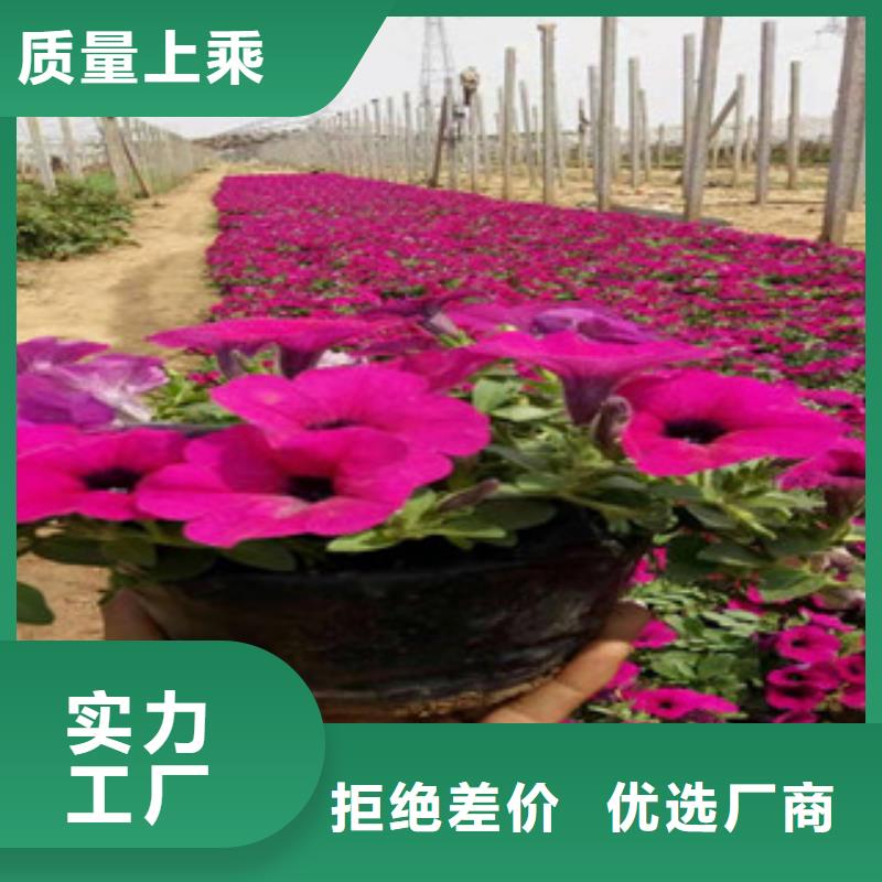 宿根花卉_水生植物/荷花睡莲源头厂商