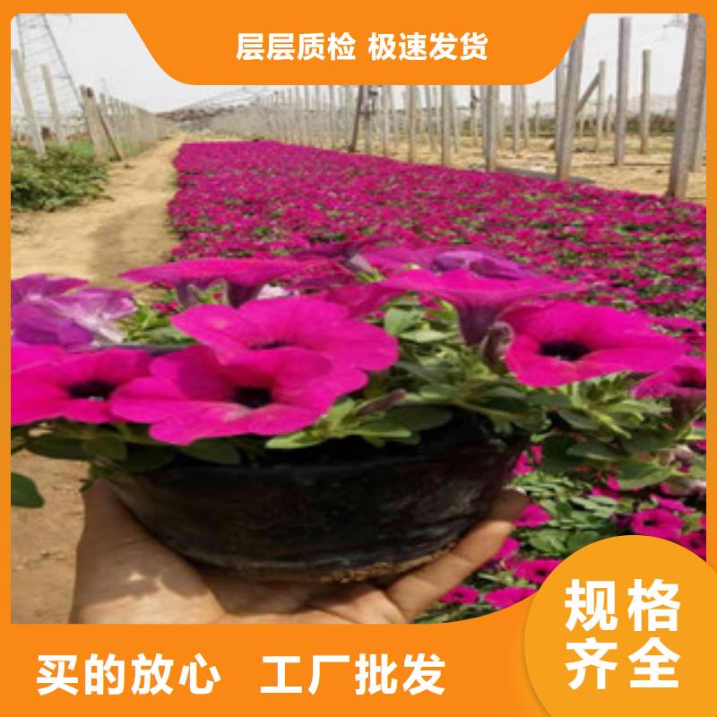 【宿根花卉】时令花卉/绿化草花价格厂家直发