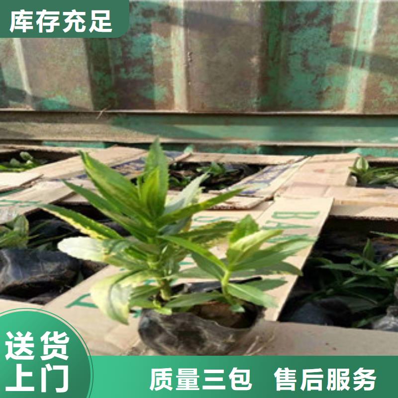 【宿根花卉柳叶马鞭草/薰衣草实力厂家直销】