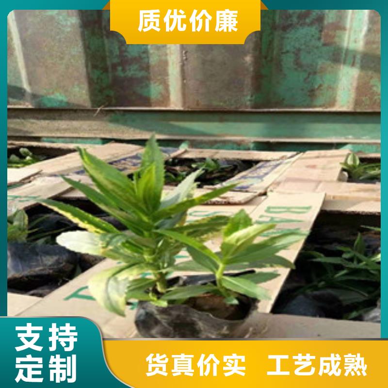 【宿根花卉_柳叶马鞭草/薰衣草现货供应】