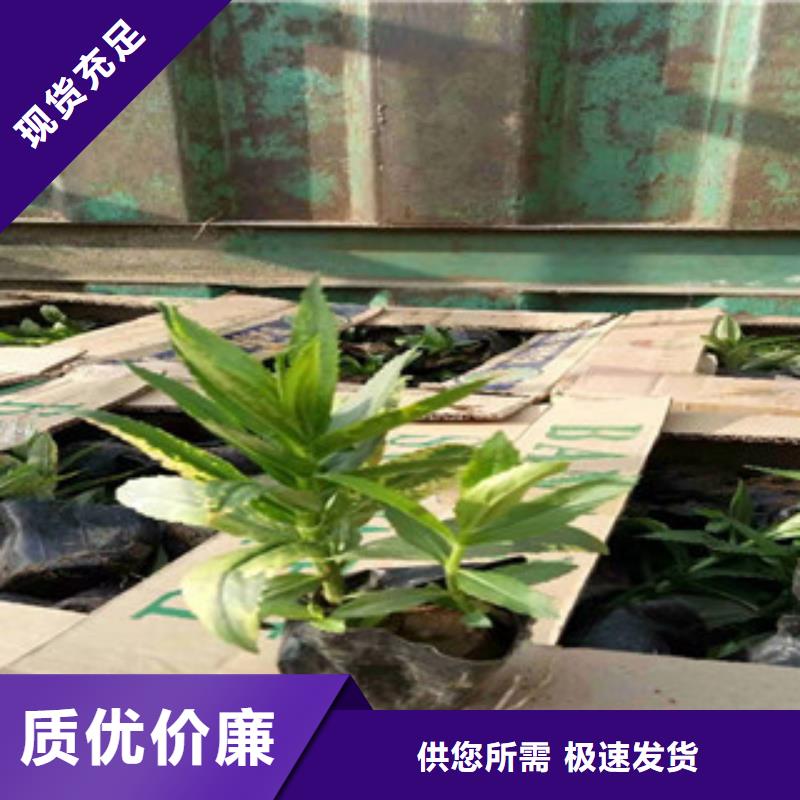 宿根花卉花海景观工程购买的是放心