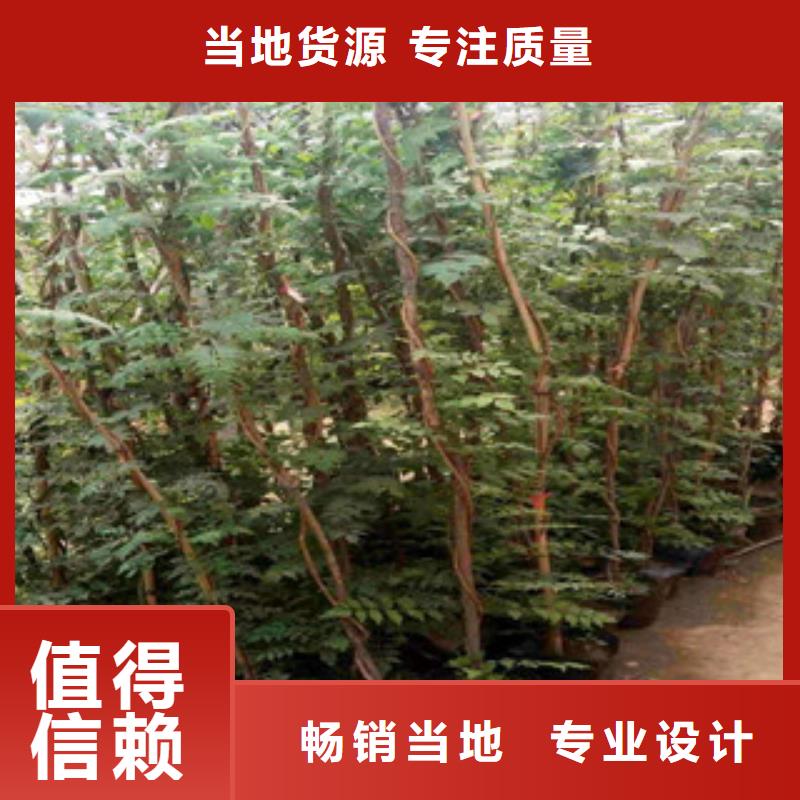 宿根花卉观赏草/蒲苇狼尾草当日价格